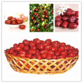 Chinesische Großhandel Sweet Jujube Seeds Full Container Dates Preis